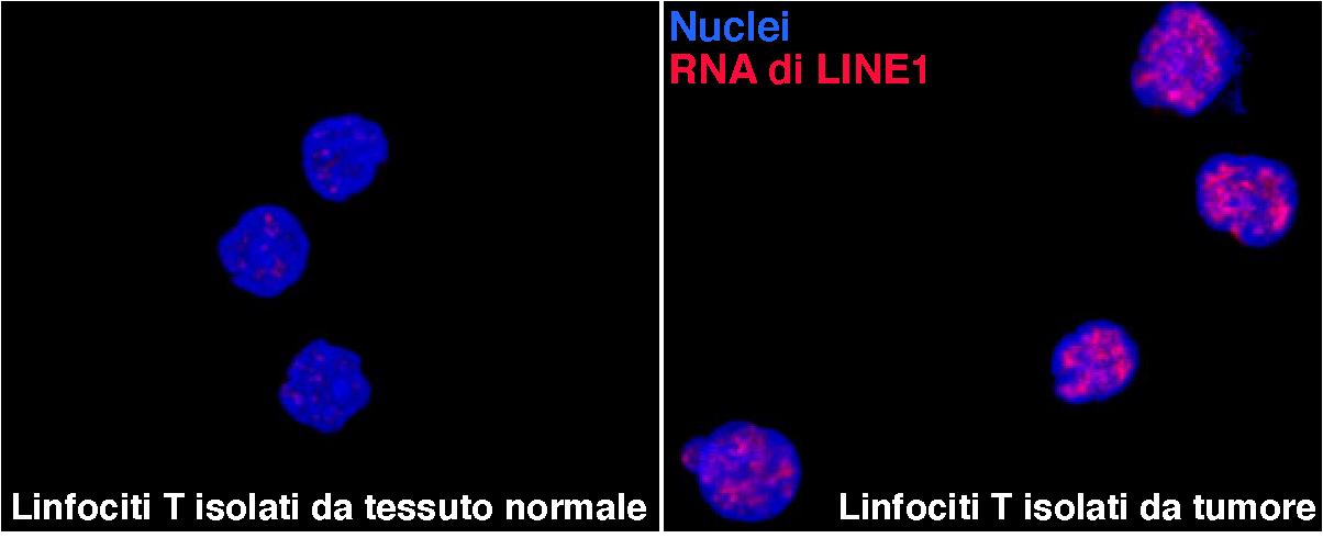notizia